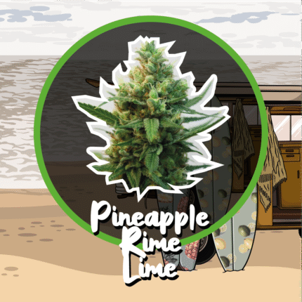 Pineapple Rime Lime de Delirium Seeds (4U)