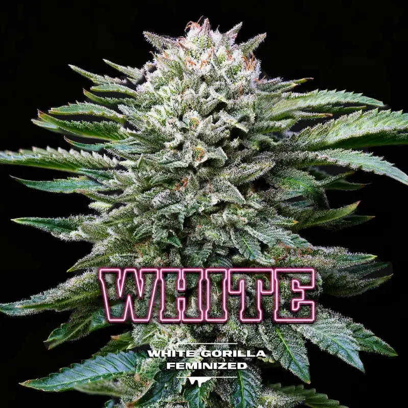 white-gorilla-feminized