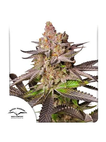 Melonade Runtz Fem -Dutch Passion (3+1U)