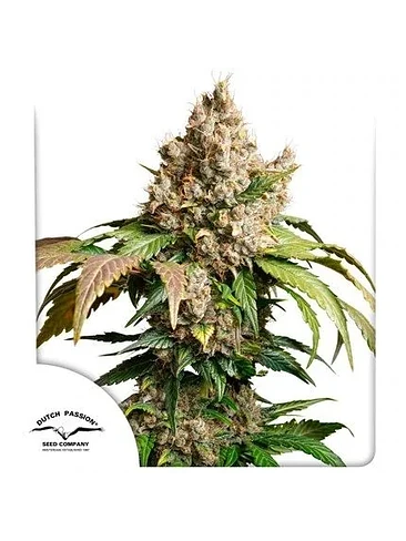 Red Tropicana Cookies Auto -Dutch Passion (3U)